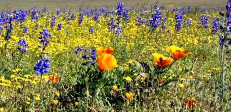 Kitulo-National-Park-amazing-nature Kitulo-National-Park-amazing-nature