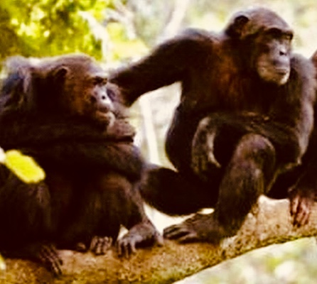 gombe-national-park-chimpanzee-adventure gombe-national-park-chimpanzee-adventure