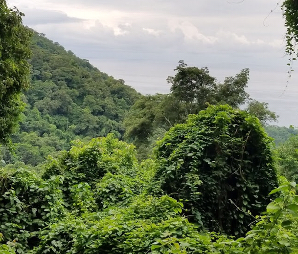 -tanzania-chimpanzee-safari-gombe-park -tanzania-chimpanzee-safari-gombe-park