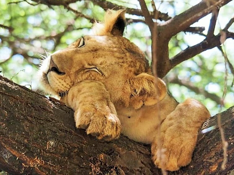 tree-climbing-lion-manyara-park tree-climbing-lion-manyara-park