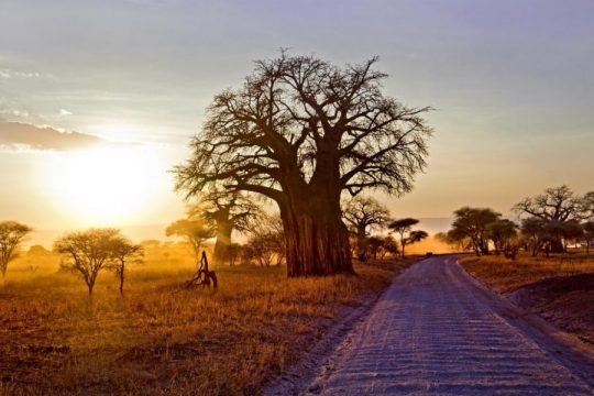 Giant baobab tree storing 136400 liters water at sunset in Tarangire National Park Safari