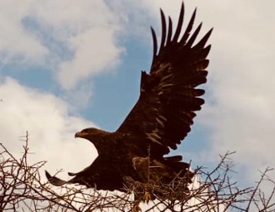 Enhance your experience with luxury tented camps, safari lodges, and walking safaris that bring you closer to the wildlife. Don't miss the chance to capture stunning wildlife photography, including scenes of elephant herds and wildebeest migration