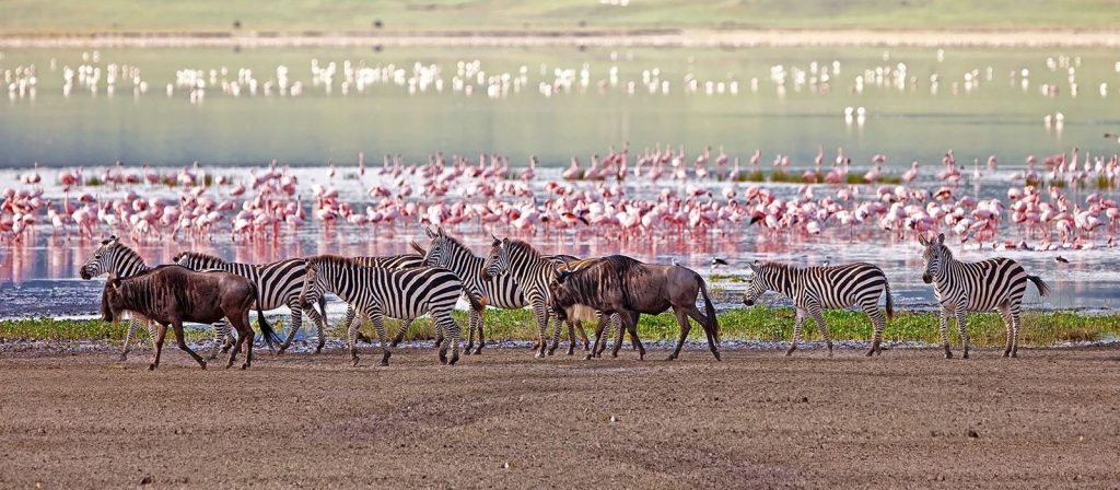 Flamingos, zebra and water birds at Lake Manyara during Lake Manyara National Park Day Trip from Arusha