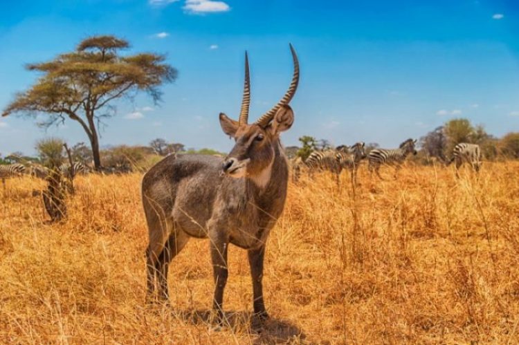 Enhance your experience with luxury tented camps, safari lodges, and walking safaris that bring you closer to the wildlife. Don't miss the chance to capture stunning wildlife photography, including scenes of elephant herds and wildebeest migration