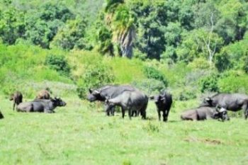 Enhance your experience with luxury tented camps, safari lodges, and walking safaris that bring you closer to the wildlife. Don't miss the chance to capture stunning wildlife photography, including scenes of elephant herds and wildebeest migration