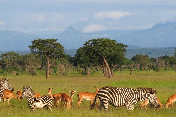 Enhance your experience with luxury tented camps, safari lodges, and walking safaris that bring you closer to the wildlife. Don't miss the chance to capture stunning wildlife photography, including scenes of elephant herds and wildebeest migration