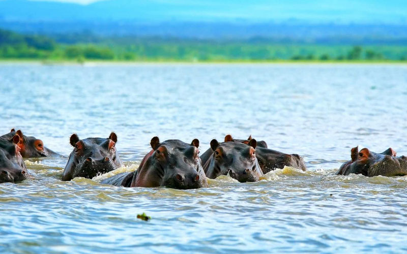 Enhance your experience with luxury tented camps, safari lodges, and walking safaris that bring you closer to the wildlife. Don't miss the chance to capture stunning wildlife photography, including scenes of elephant herds and wildebeest migration