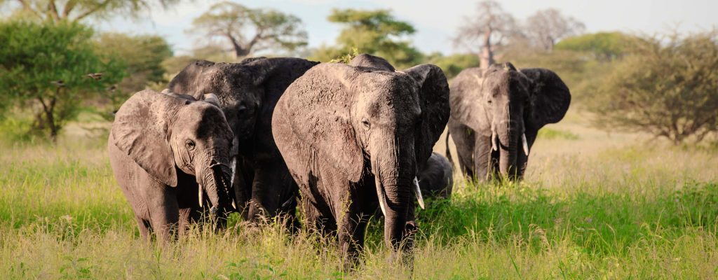 Large herd of elephants in Tarangire National Park Day Tour from Arusha