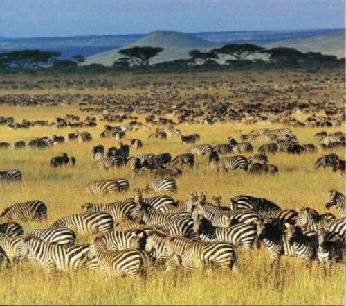 6 Days Serengeti Calving Safari - Wildebeest Migration