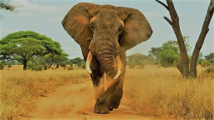 5 Day Tarangire Serengeti Ngorongoro Safari