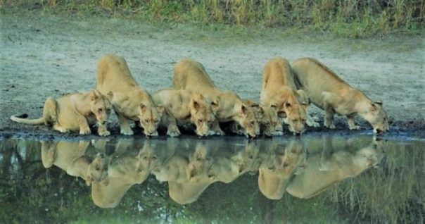 4 Day Tanzania Comfort Safari - Manyara Ngorongoro Tarangire