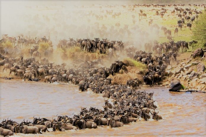 7 Day Mara River Migration Safari