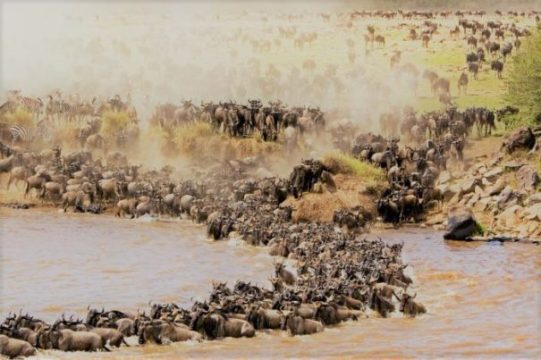 Mara River wildebeest crossing during 7 Day Mara River Migration Safari in Northern Serengeti