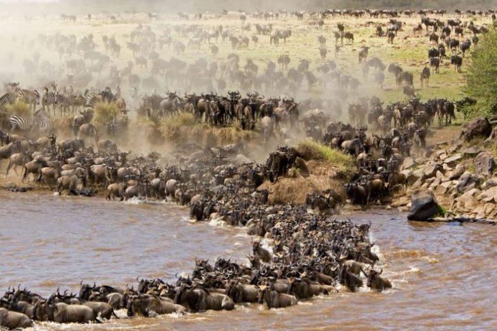 Thousands of wildebeest crossing Mara River during 7 Day Mara River Migration Safari in Northern Serengeti