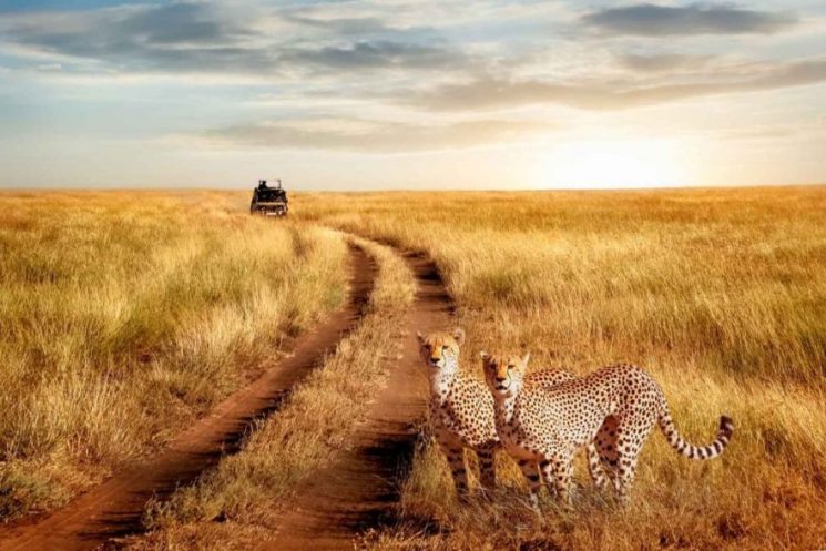 Two cheetahs on Serengeti plains with safari vehicle on track during 6-Day Tanzania Classic Safari