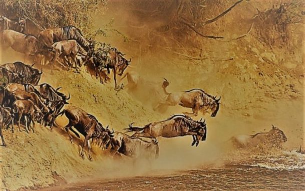 6 Day Serengeti Wildebeest Safari - Mara River Crossing