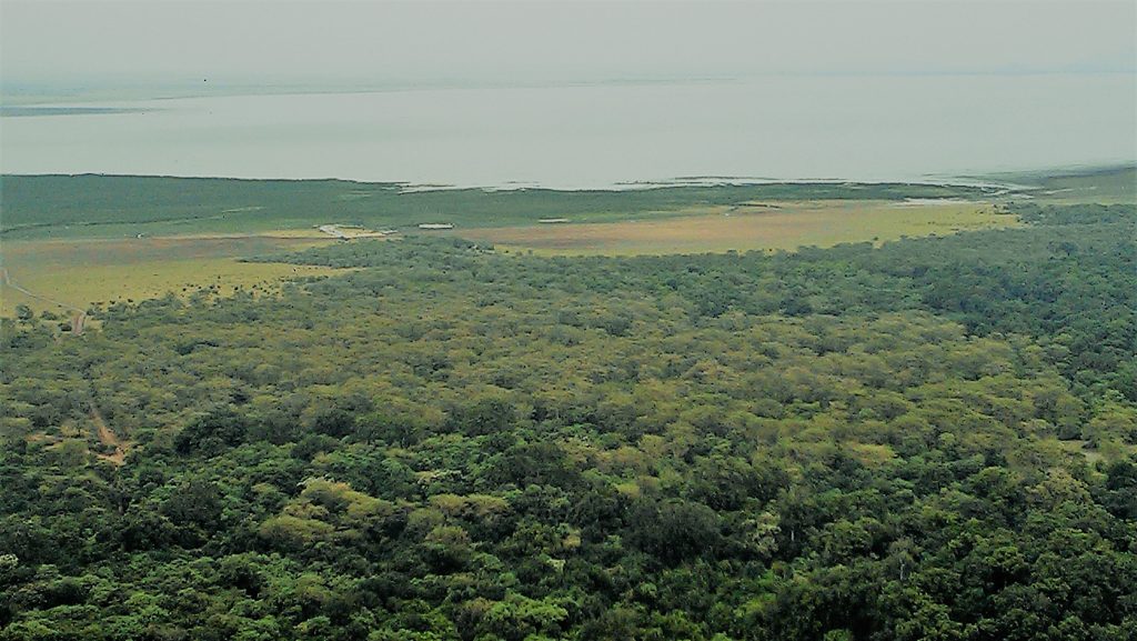 Lush groundwater forest and alkaline lake view from viewpoint during Lake Manyara National Park Day Trip from Arusha