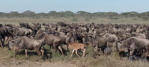 6 Days Serengeti Calving Safari | Witness Epic Birth Season