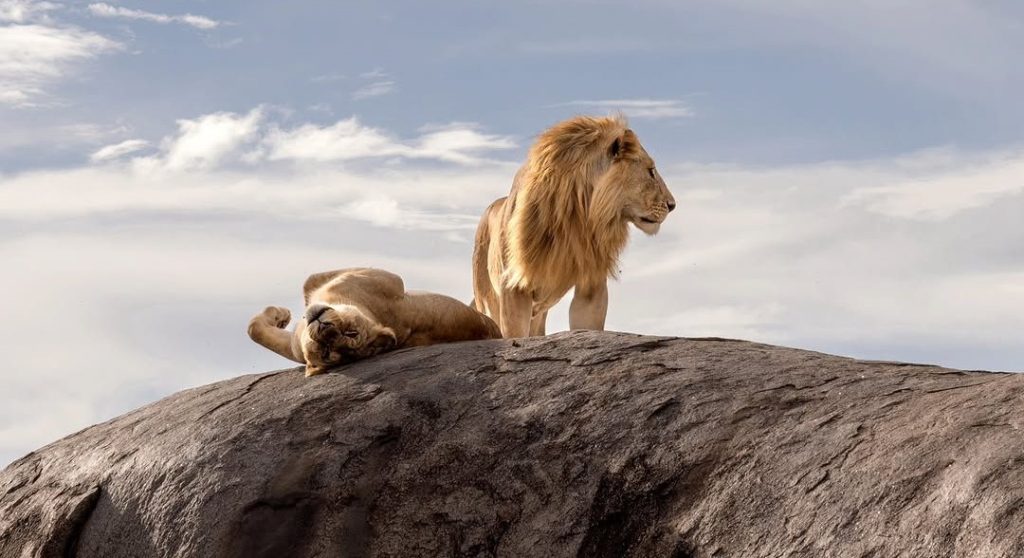 Big cat in Africa