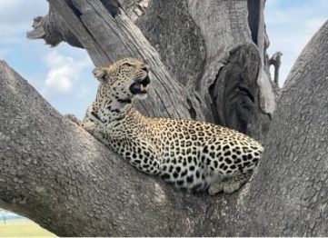 4 Days Tanzania Safari Epic