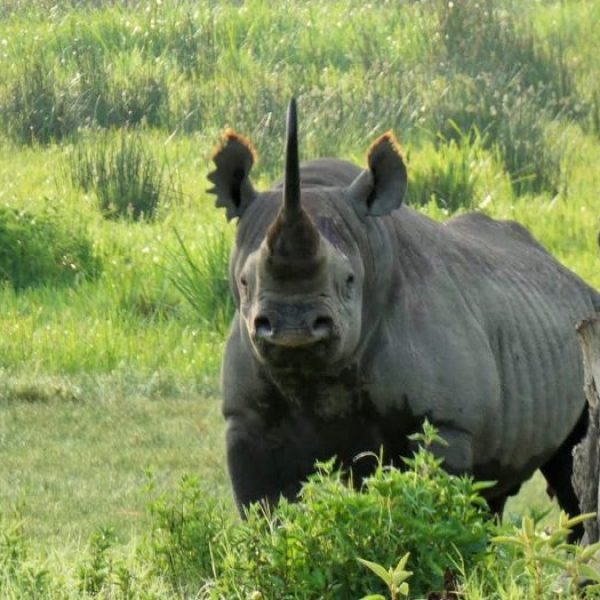 Rhino-Ngorongoro-crater