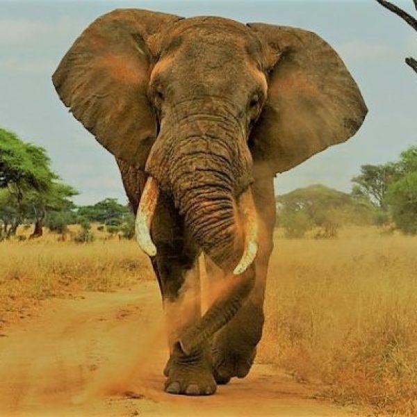 Big tusker elephant charging on dusty road during 5 Day Tarangire Serengeti Ngorongoro Safari Big 5 Tour