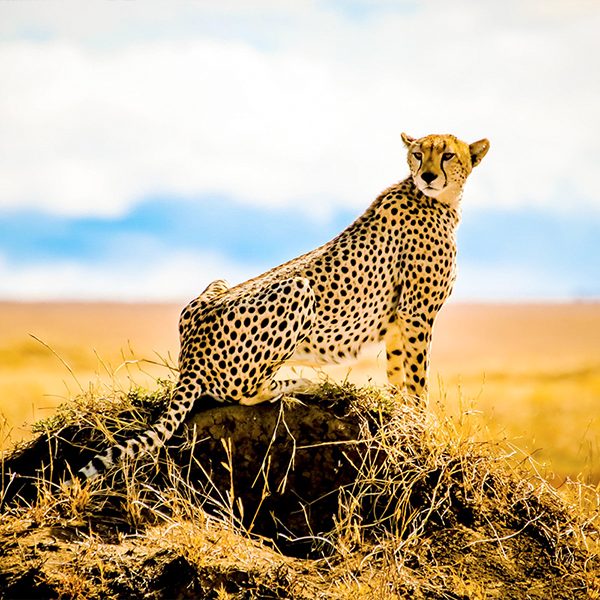 cheetah-serengeti-vast-plain