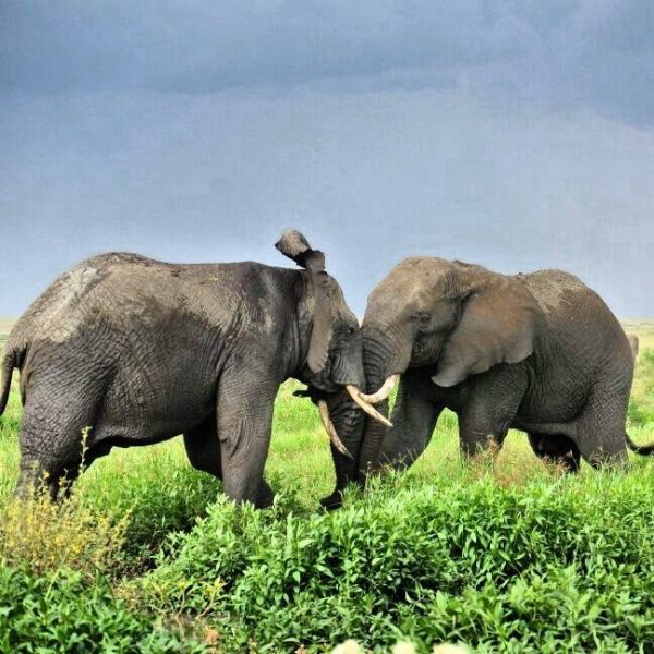 elephants-bulls-ngorongoro-crater