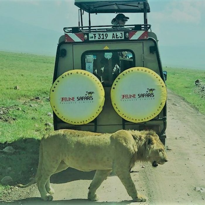 feline-safari-ngorongoro-crater-game-view