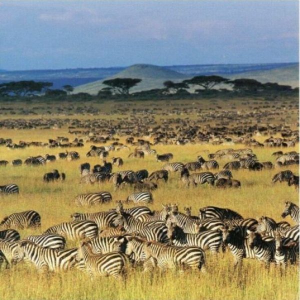 zebra-herd-ndutu-plains-6-days-serengeti-calving-safari-great-migration-birth