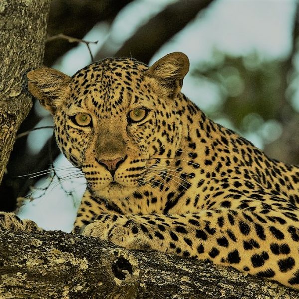 leopard-african-cut-