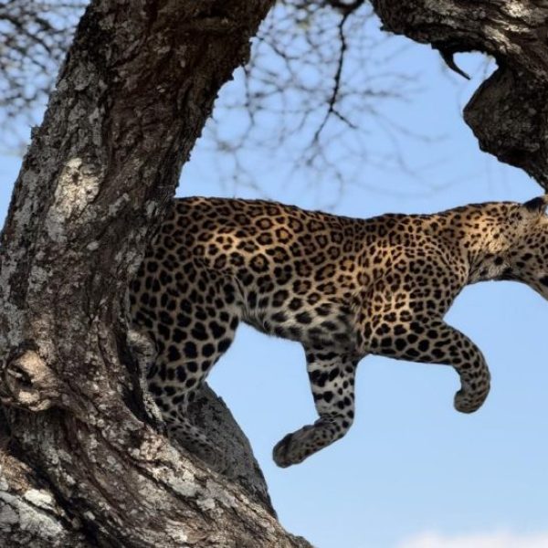 8 day East Africa expedition - leopard jumping from one branch to another in Serengeti National Park