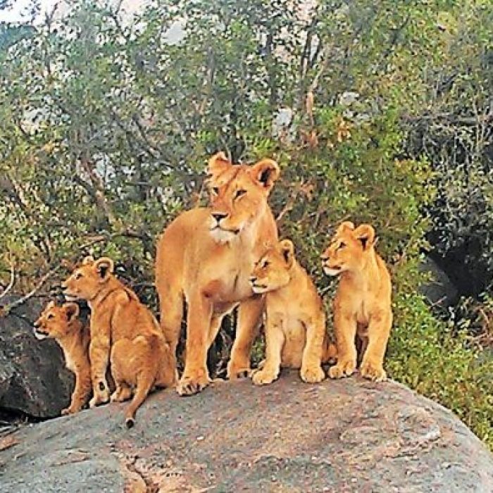 lion-family-serengeti-plain