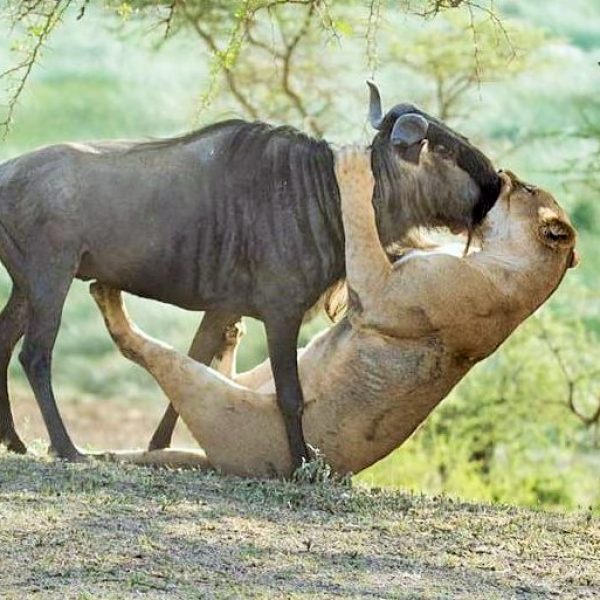lion-hunt-wildebeest-ndutu-plain-ngorongoro