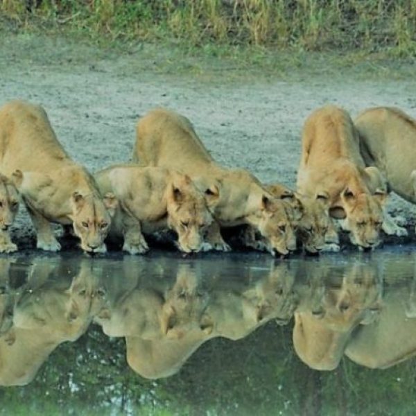 Lion pride drinking water with reflection during 4 Day Tanzania Comfort Safari in Tarangire and Ngorongoro