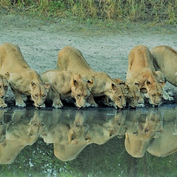 lions-cut-thirst-serengeti-national-park