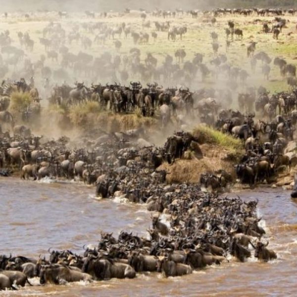 Thousands of wildebeest crossing Mara River during 7 Day Mara River Migration Safari in Northern Serengeti