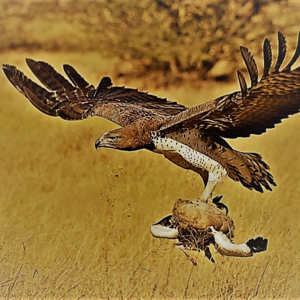 martial-eagle-hunt