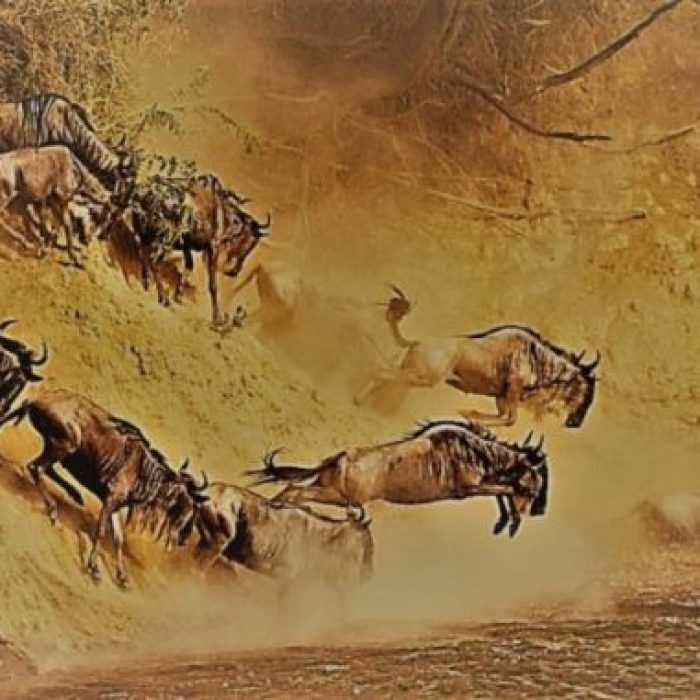 Wildebeest river crossing in Northern Serengeti during 6-Day Serengeti Wildebeest Safari - Great Migration