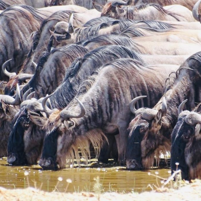 serengeti-wildebeest-migration
