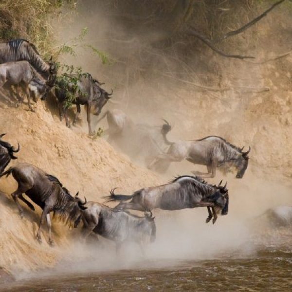 serengeti_wildebeest_migration_pattern