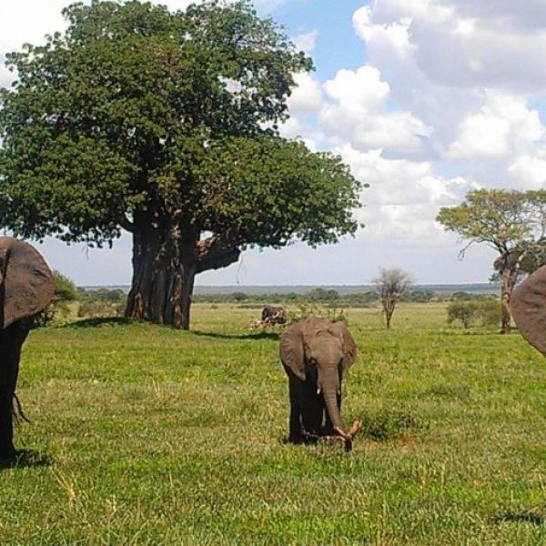 tarangire-elephants-park