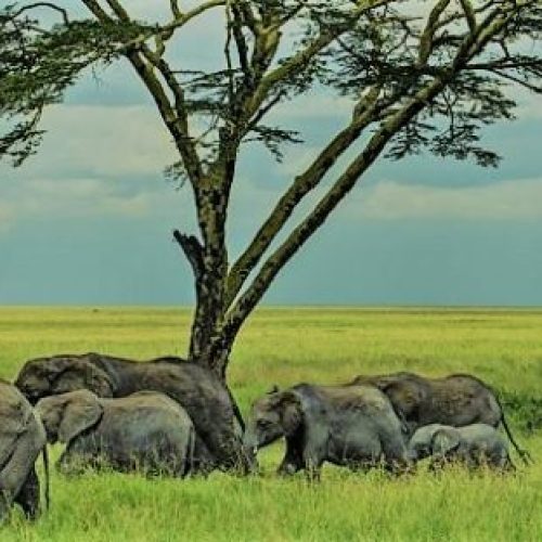 tarangire-national-park-elephant-herd Enhance your experience with luxury tented camps, safari lodges, and walking safaris that bring you closer to the wildlife. Don't miss the chance to capture stunning wildlife photography, including scenes of elephant herds and wildebeest migration