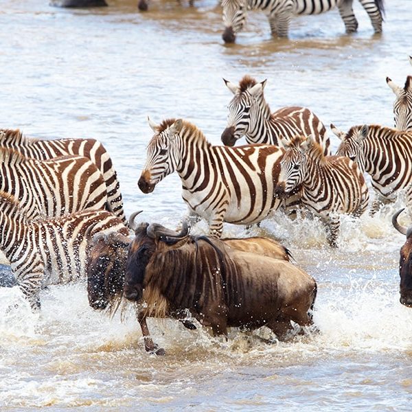 wildebeest-and-zebra-crossing