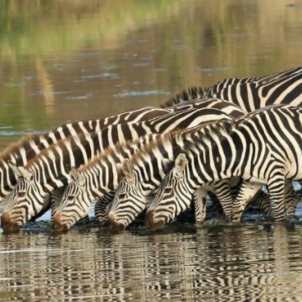 zebras-cut-thirst-at-serengeti-national-park